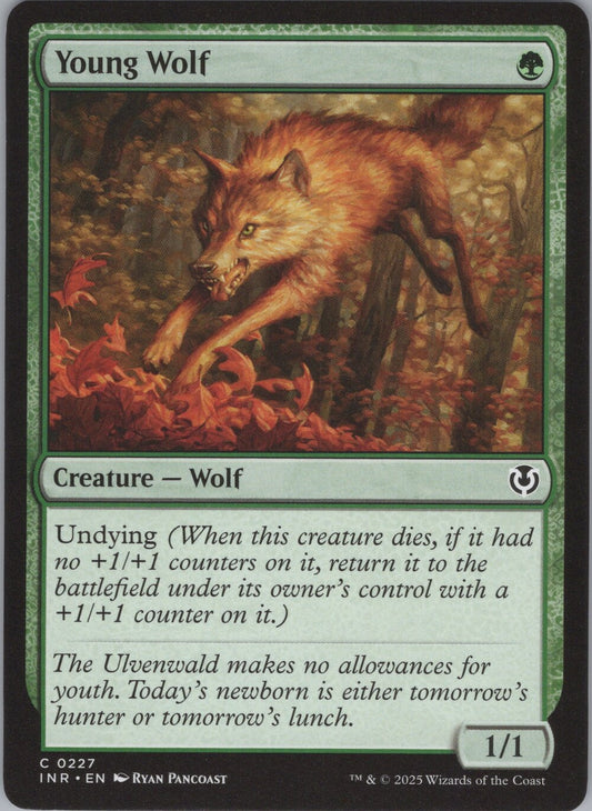 Young Wolf